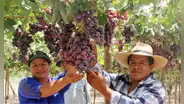 Exportaciones de 3 regiones peruanas crecieron por encima del 100% en 2025: ¿cuáles fueron los principales productos?