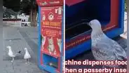 Gaviotas aprenden a maullar como gatos para que dispensador les dé comida: "Ser bilingüe te abre puertas"