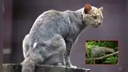 Un felino depredador que se pensaba extinto reaparece en su hábitat natural después de 40 años