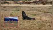 Hallan un animal marino con vida a 50 km de la costa, la misma distancia entre Callao y Chosica: científicos intentan descubrir el porqué