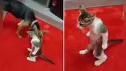 Gatito quedó ‘petrificado’ al acercarse un perro y video desata divertidas reacciones: "No me podía mover"