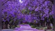 El árbol más hermoso del mundo destaca por sus hojas violetas y está presente en más de un país de Sudamérica