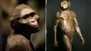 ¿Quién fue Lucy y por qué es considerada como el fósil que ha cambiado la teoría de la evolución humana?