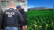 Nuevo objetivo en redadas de inmigración en EEUU: ICE está arrestando a trabajadores del sector agrícola de este estado