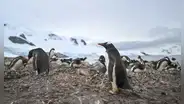 La Antártida tiene un salvador: el guano de los pingüinos salvarían al continente conservándolo fresco