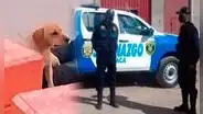 Perrito hace llorar a miles al quedarse al lado del cuerpo de su dueño fallecido en un parque de Juliaca