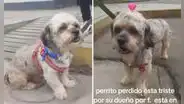 Perrito perdido 'llora' desconsolado en busca de sus dueños y conmueve en redes: "Está muy triste"