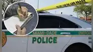 Florida: conductores en Miami-Dade serán multados por el FLHSMV si comenten esta falta en 2025