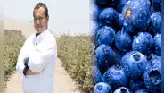 El ingeniero peruano que convirtió al Perú en el mayor productor de arándanos del mundo: solo invirtió S/1.000