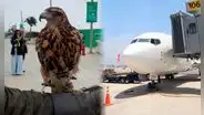 Un halcón y 11 gavilanes patrullarán y despejarán el espacio aéreo en el nuevo aeropuerto Jorge Chávez