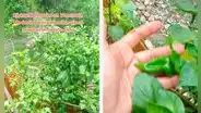 Extranjera cultiva ají amarillo peruano en su casa de Venezuela y obtiene su primera cosecha: “Me dijeron que era imposible”