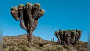 Estas enormes y extrañas plantas crecen únicamente en la altura del Kilimanjaro: almacenan agua y se protegen del frío extremo