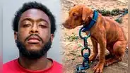 Liberan a hombre acusado de arrastrar cruelmente a su perro y lanzarlo por las escaleras: pagó una fianza de US$5.000 en Miami