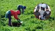Deportaciones de Donald Trump generan miedo e incertidumbre entre trabajadores agrícolas en Nueva York