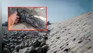 Ica: millones de larvas de camarón mueren ante sequía en el río Pisco