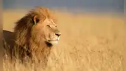 León mata a turista que salió de su carpa para ir al baño en un safari de lujo en Namibia: animal fue sacrificado