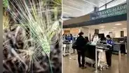 Estados Unidos acusa a científicos chinos de contrabandear hongo letal usado como arma de agroterrorismo