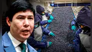Congreso aprueba Ley Chlimper 2.0 con beneficios tributarios para grandes agroexportadoras