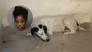 Miami-Dade: arrestan a mujer acusada de dejar perros sin comida ni agua durante más de una semana