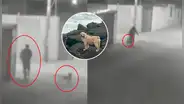 Acusan a pareja por estrangular a perrita en su vivienda en Tacna