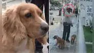 Hombre abandona a sus dos perritos en veterinaria de San Miguel: los llevó a bañar y no regresó