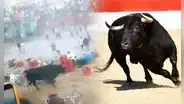 Toro desata el caos tras escaparse durante festival en Ayacucho: embistió a los asistentes y dejó al menos 10 heridos