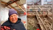 Adulta mayor rompe en llanto al ver que delincuentes le robaron sus 500 cuyes en Huancayo