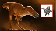 El ‘Príncipe Dragón’, un nuevo dinosaurio descubierto en Mongolia, según estudio científico: es pariente del T. rex