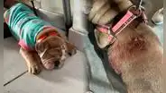 Apuñalan a perrita bulldog de un año cuando paseaba con su dueña en Trujillo