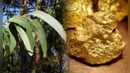 Científicos descubren que un árbol muy común en el mundo es capaz de extraer el oro del suelo y acumularlo en sus hojas y ramas