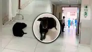 Perrito espera a su dueña en el hospital María Auxiliadora de SJM, pero joven falleció: piden adoptarlo