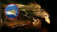 Dos nuevas especies marinas de hace 325 millones de años son descubiertas dentro de la cueva más grande del mundo