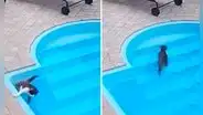 Gato curioso se cae en la piscina y parece que se ahoga: recuerda que sabe nadar y sale tranquilo