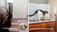 Gatito conmueve en pleno velorio al subir e intentar ingresar al ataúd de su dueña fallecida