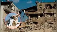 ¿Sabes qué hacer con tu mascota durante un sismo? Estas recomendaciones pueden salvarle la vida