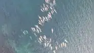 Científicos revelaron los 2 animales marinos que se adaptaron tanto en el océano y ya no podrán volver a tierra