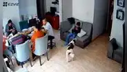 Perrito sorprende al ladrar con desesperación antes de temblor de 6,1 en Lima, pero su familia no le hizo caso: “¿Predijo el sismo?”