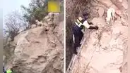 Serenos rescatan a ‘Blanquito’, un travieso perro que quedó atrapado en lo alto de cerro en Tacna: mascota estaba sedienta y asustada