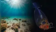 Captan por primera vez un extraño calamar en las profundidades del océano: tendría los ojos más grandes del planeta