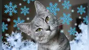 Cómo mantener a tu gato cálido y sano en invierno: claves de expertos contra el frío nocturno