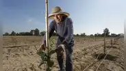 Poemas cortos por el Día del Campesino 2025 en Perú para niños de primaria e inicial