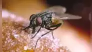 El ingenioso truco del papel aluminio que te ayudará a ahuyentar las moscas de casa tras ola de calor en Nueva York