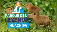 Parque de las leyendas regalará entradas este 22 de junio a niños disfrazados de capibara en su festival familiar