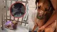 Mujer ofrece refugio privado para animales en Comas, pero es captada agrediéndolos: exigen rescate de mascotas