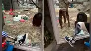 Chimpancé se sorprende al ver la pierna protésica de hombre: llama a sus amigos para que la observen también