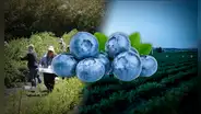 El principal país de América Latina que exporta a España 1 millón de toneladas del 'oro azul', rica en antioxidantes