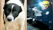 Serenos de Lima rescatan a ‘Rambo’, perrito que cayó al río Rímac junto al triciclo de su dueño