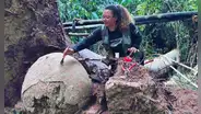 Caída de un árbol en el Amazonas deja al descubierto siete misteriosas esferas con restos humanos y de animales en su interior