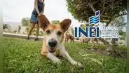 Desde julio, INEI medirá cuántos hogares tienen mascotas como parte de sus encuestas nacionales