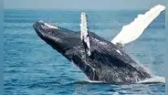 Miles de ballenas llegan al mar peruano en asombroso espectáculo desde Chile y la Antártida: ¿en dónde verlas?